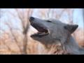 Gray Wolf Alawa Howls