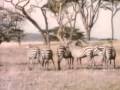 Classic Sesame Street African Animals On Film