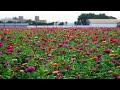 The History Of Flowers And Rose In World