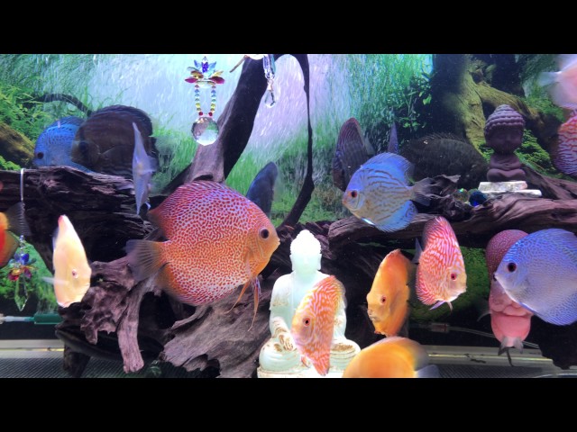 Discus and Flowerhorn together in a 125-gallon-acrylic aquarium tank Part 2