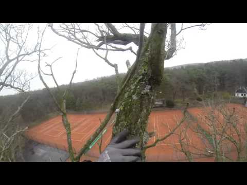 Baumdienst Harzer YouTube-Vdeominiatur 6