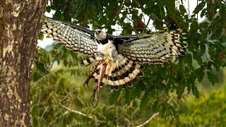 NINHO DE HARPIA NA FAZENDA SÃO NICOLAU E MUDAS PARA REFLORESTAR A ILHA. 
