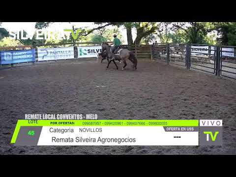 REMATE LOCAL CONVENTOS - SOCIEDAD AGROPECUARIA - 17 DE DICIEMBRE DE 2024 - CERRO LARGO