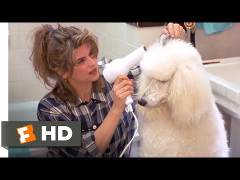 看誰在說話 (1993) - 寵物問題場景 (5/10) - Movieclips (Look Who's Talking Now (1993) - Pet Problems Scene (5/10) | Movieclips)