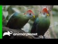The Bronx Zoo S First Red Crested Turaco Hatching In 30 Years The Zoo