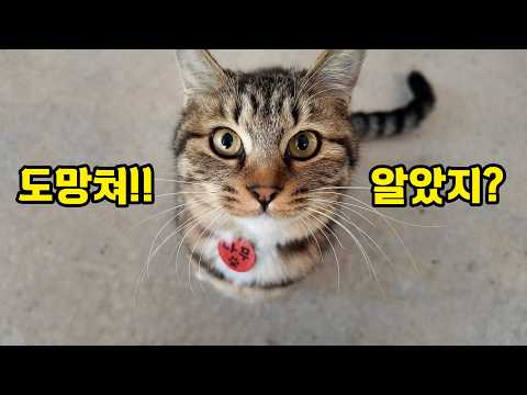 나의 사랑스러운 찐따 고양이
