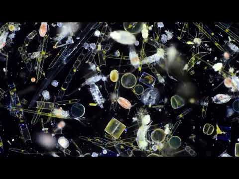 Sembrano di un altro pianeta: le immagini incredibili di alcune creature marine al microscopio