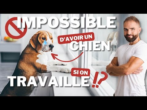 IMPOSSIBLE d'avoir un chien si on travaille ?