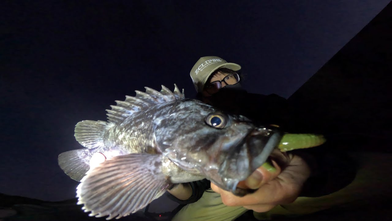 【アイナメ・ソイ釣り】2026年キスケの初釣りはシャローエリアの海藻帯についているロックフィッシュをライトロックで狙ってきました！岩手＆宮城釣行