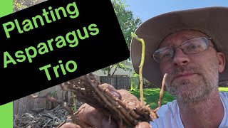 Spear-Ited Planting! My Asparagus Trio (Green, Giant, and the Purple Pee-culiar!)