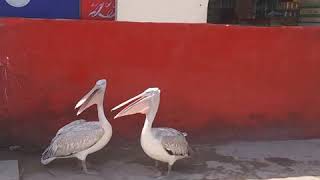 preview picture of video 'Pelican Birds. Ormara beach. Balochistan Pakistan.'