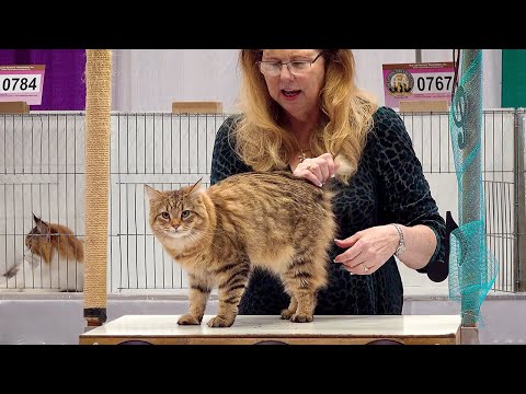 CFA International Show 2019 - Alter Judging - Set 1