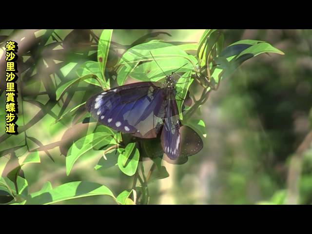 Film for Purple Butterfly2016-2-8