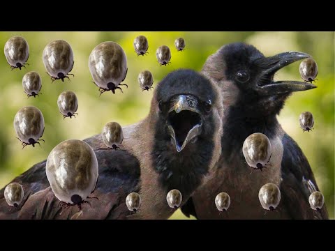 Crow helps remove ticks from animal's body