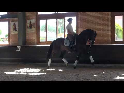 Guillermo García Ayala y “Poeta de Susaeta” rumbo al Campeonato del Mundo de Caballo Jóvenes.
