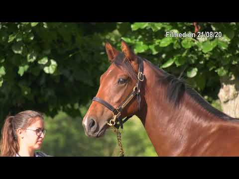 2020 Deauville Select Sale - Lot 488 f.MASTERCRAFTSMAN x WADJET