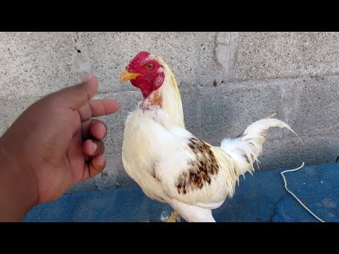 como amanzar un gallo arisco