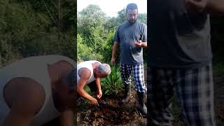 Planting Sacha Inchi in Cundinamarca