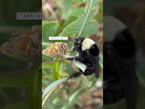 Honeybee VS Bumblebee epic standoff #shorts #standoff #honeybee #bumblebee