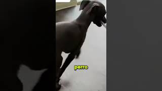 Su Perro Arruinó Una Carta De 800$