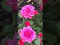 🌹I planted my new mineature rose bush🌹#roses #flowers #minirose #flower