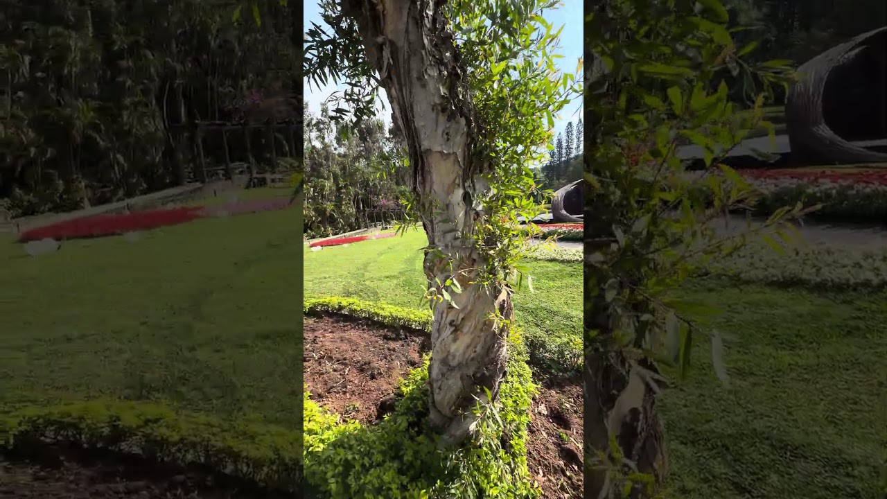 士林冠邸 鬱金香🌷#shorts