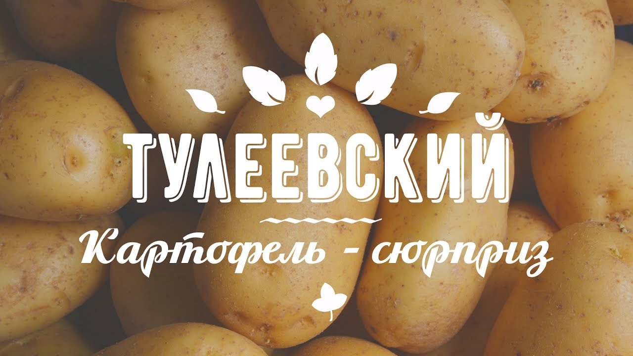 Картофель Золото Майя Купить В Интернет Магазине