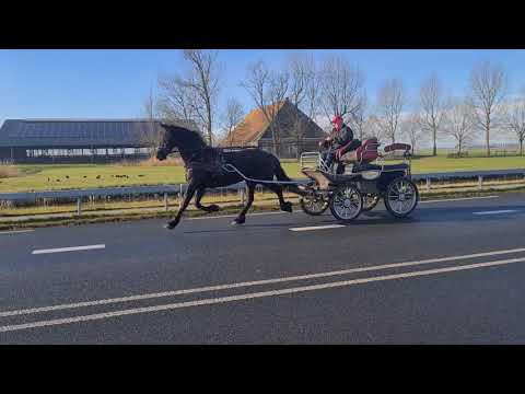 Stal Okkema's Lienke - Uldrik x Felle - mare in foal - 2011