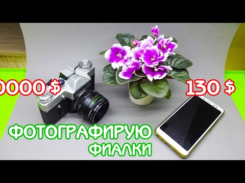 Фотографирую фиалки