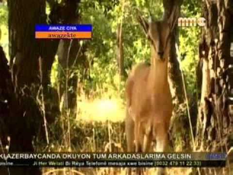 Awaze Çiya Awazek tê   2014