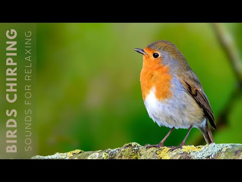 Beautiful Birds Singing in Forest - Relaxing Bird Sounds, Instant Relief from Stress and Anxiety