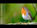 Beautiful Birds Singing in Forest - Relaxing Bird Sounds, Instant Relief from Stress and Anxiety