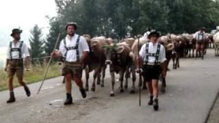 preview picture of video 'More Cowbell? - Viehscheid in Oberstaufen'