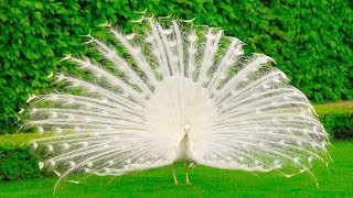 White Peacock Dance in Rain Amazing Video