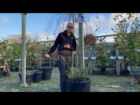 VINTERFÖRVARA ROSOR I KRUKA - tips och råd