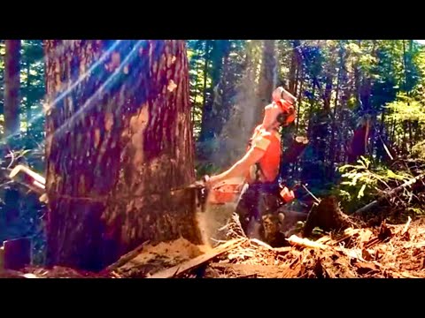 TLDW: New block in old growth, opening up along bottom boundary