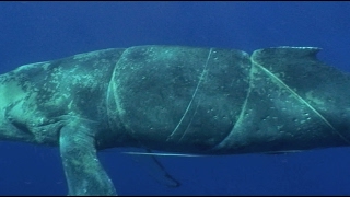 Reporting Entangled Whales in Hawai'i