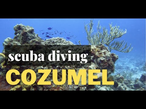 Scuba Diving Trip in Cozumel Mexico July 2022