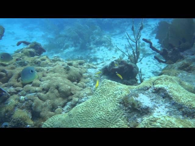 Lost Reef Diving Key West, Fl