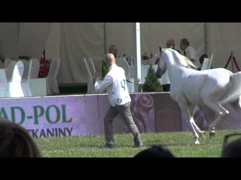 Al Khalediah European Arabian Horse Festival - 3