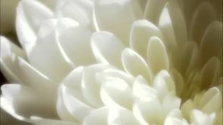 Einstürzende Neubauten - Blume