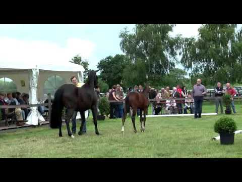 Sudweyher Fohlenschau 2016 - Kat.-Nr. 22