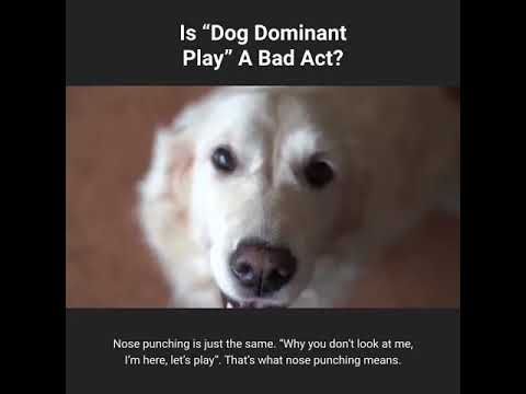 Is “Dog Dominant Play” A Good Or Bad Act?