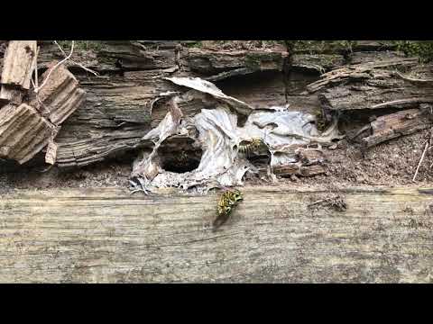 Expertly Camouflaged Yellow Jackets Nest in Jackson, NJ