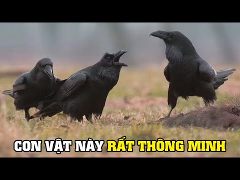 Trí Thông Minh Của Loài Quạ | Khám Phá Thế Giới Động Vật