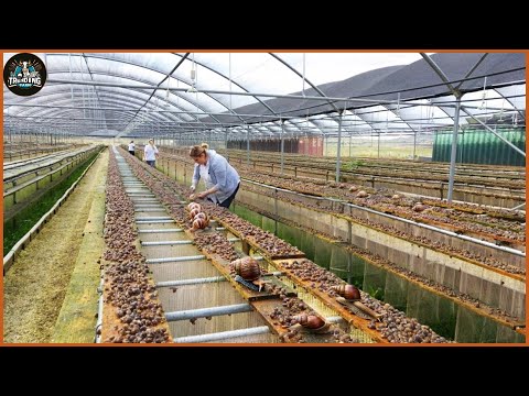 How Farmers Raise Millions Of Snails - Harvest Snails