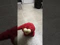 Elmo Cosquillas