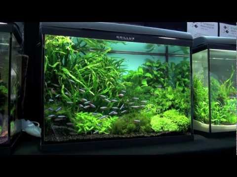 Aquascaping - Aquarium Ideas from PetFair 2011, part 3