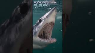 Download lagu Mako Shark comes in for a bite #shark #shorts mp3