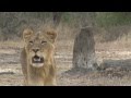 Young Male Lion Lost In The Wilderness Londolozi